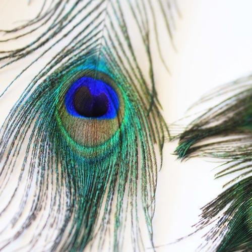 How to Rejuvenate your Feathers!