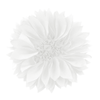 Flower Aster Bloom