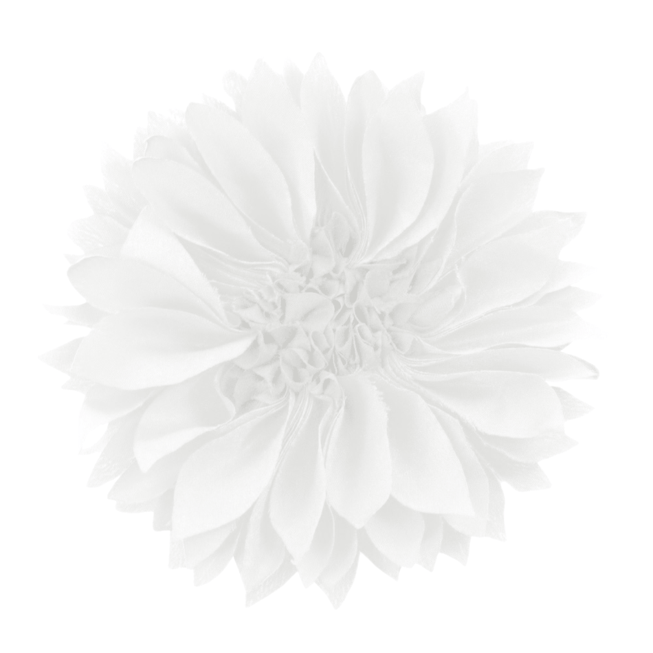 Flower Aster Bloom