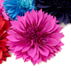 Flower Aster Bloom