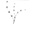 Stripped Coque Feather Bunch - Fish Tail