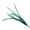 Feather Spiky Biot Bunch
