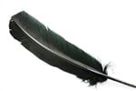 Turkey Feather - Quill