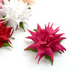 Flower Cactus Dahlia