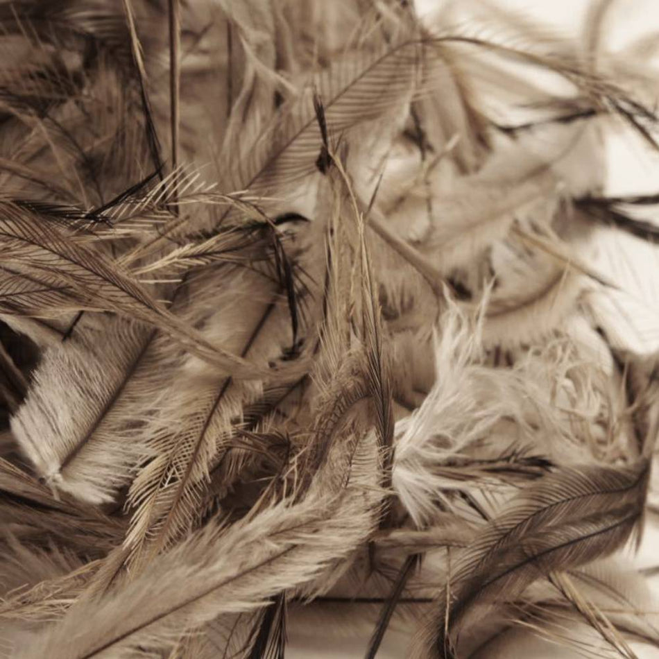 Emu Feather