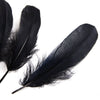 Goose Nagoire Feather (24 Pack)