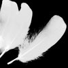 Goose Nagoire Feather (24 Pack)