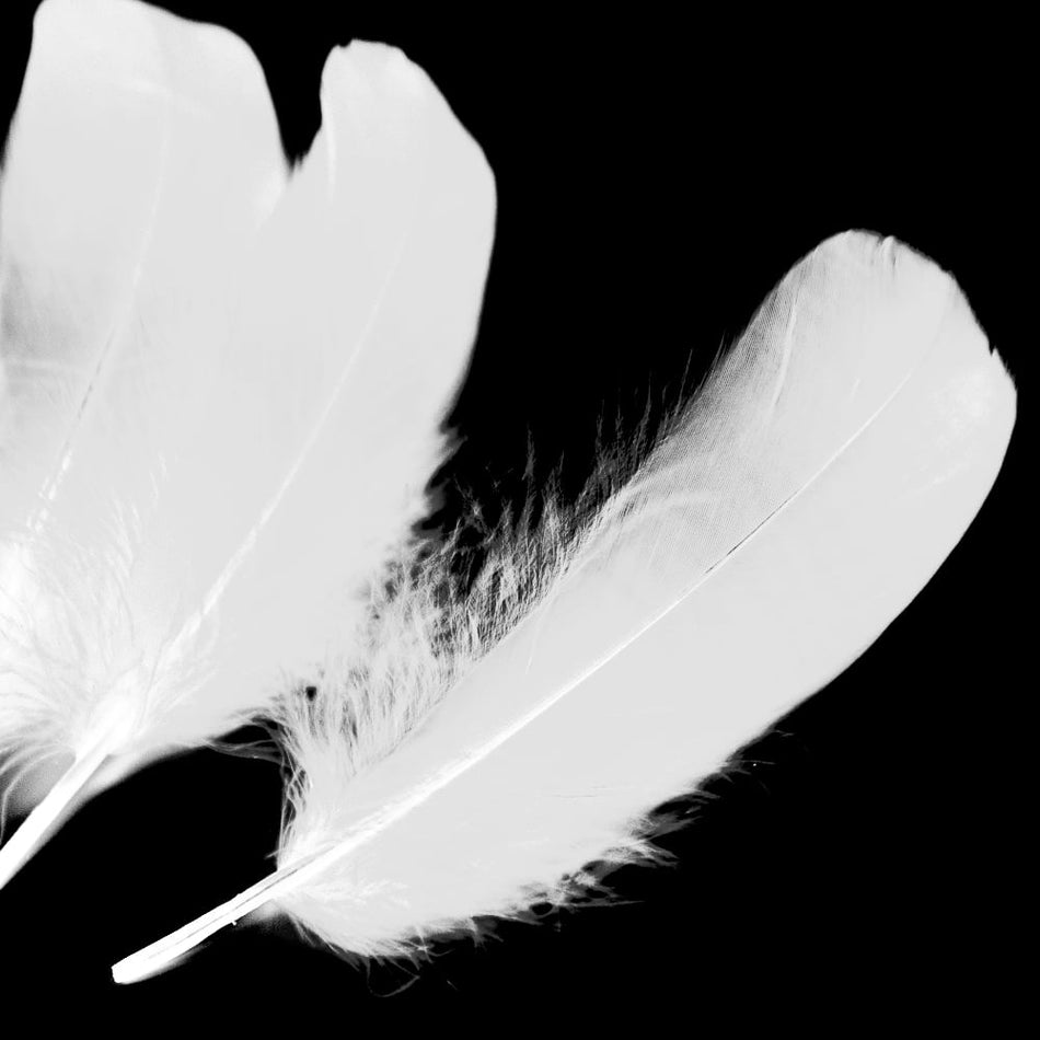 Goose Nagoire Feather (24 Pack)