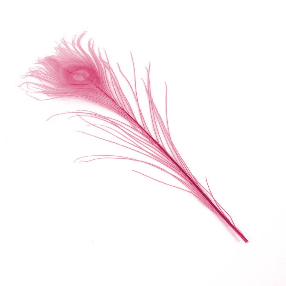 Peacock Eye Feather 20-30cm (3 Pack)