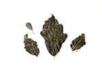 Velvet Leaves w Glitter (3 Pack w Bud)
