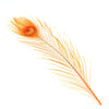 Peacock Eye Feather 20-30cm (3 Pack)