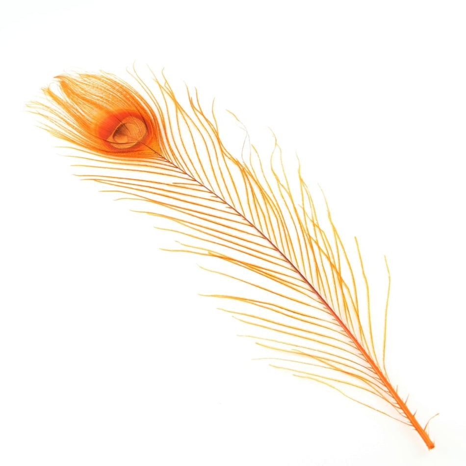 Peacock Eye Feather 20-30cm (3 Pack)