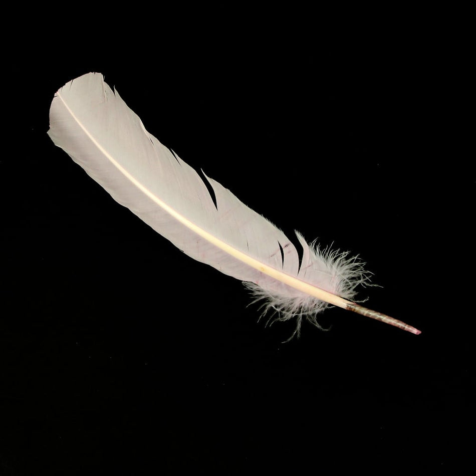 Turkey Feather - Quill