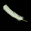 Turkey Feather - Quill
