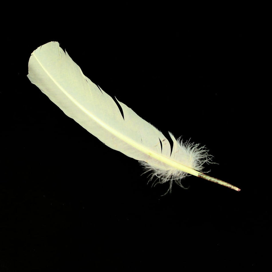 Turkey Feather - Quill