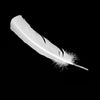 Turkey Feather - Quill
