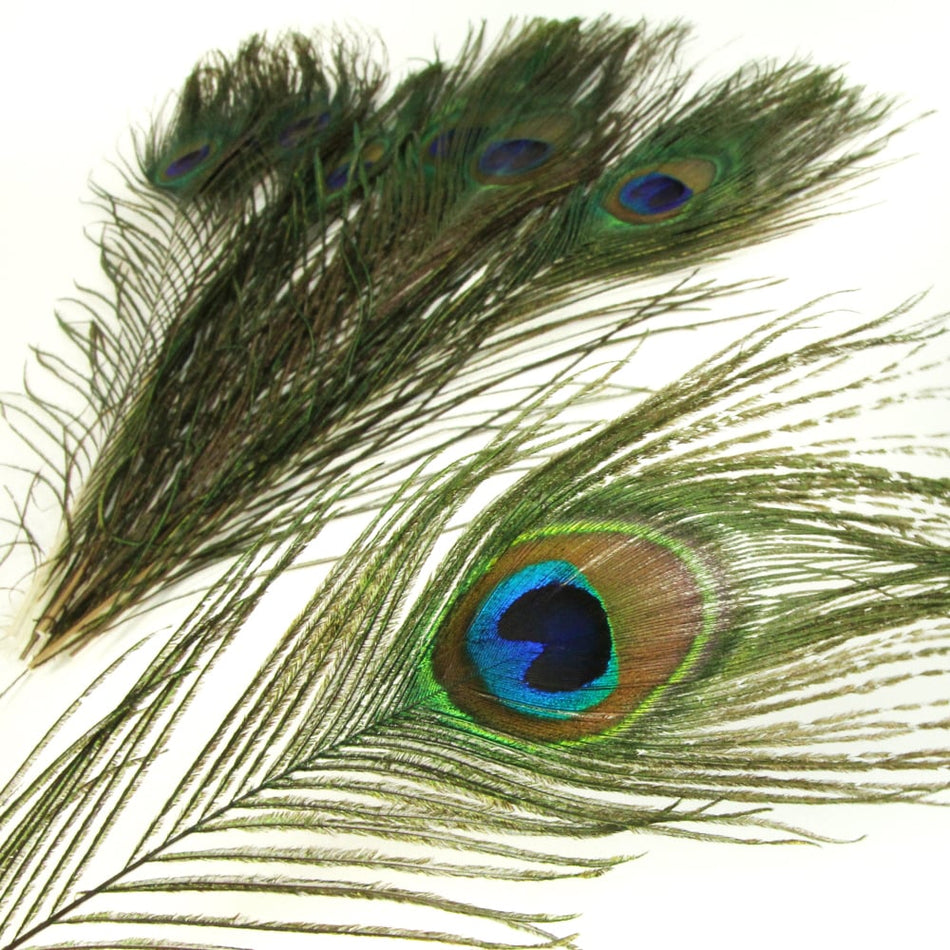 Peacock Eye Feather - Natural
