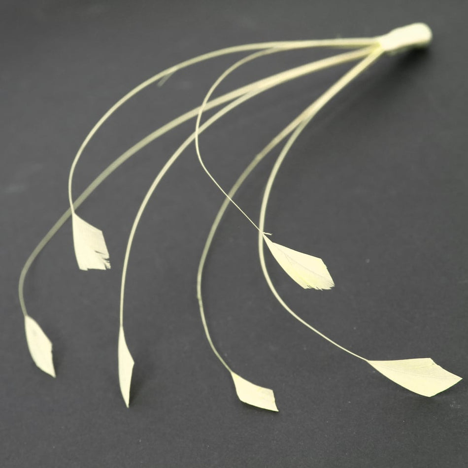 Stripped Coque Feather Bunch - Dots