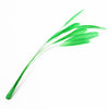 Stripped Coque Feather Bunch