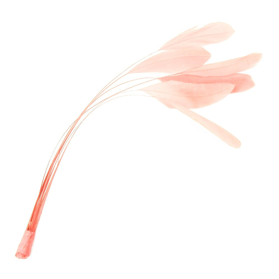 Stripped Coque Feather Bunch
