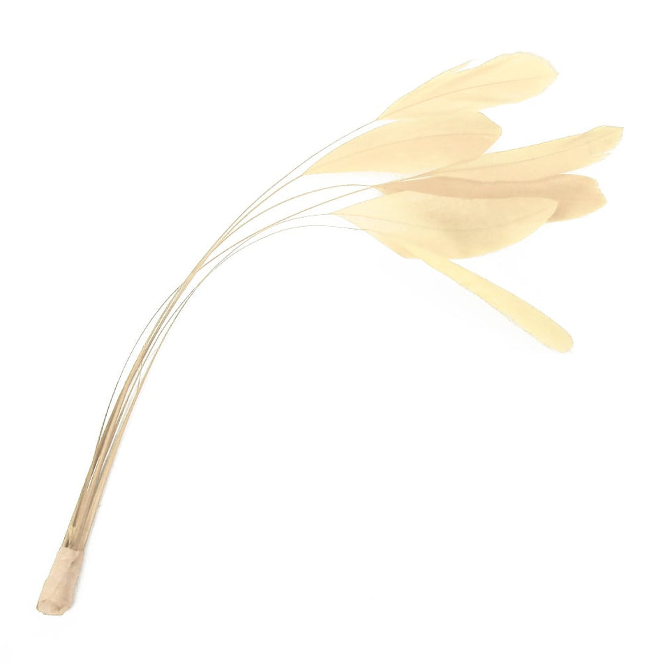 Stripped Coque Feather Bunch