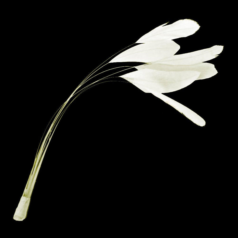 Stripped Coque Feather Bunch