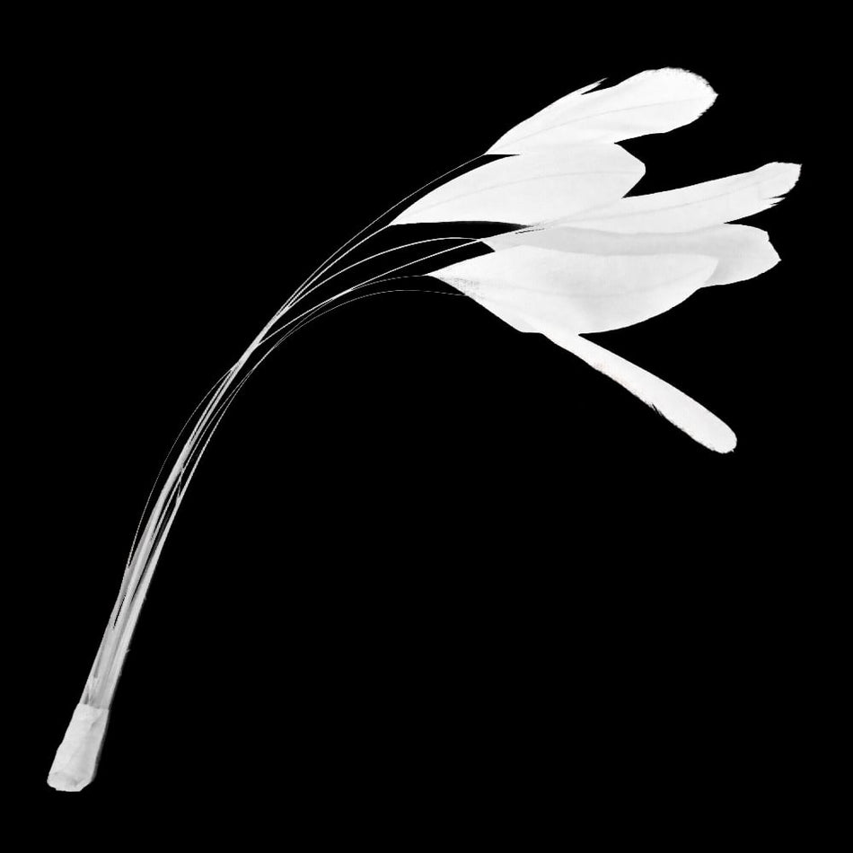 Stripped Coque Feather Bunch
