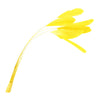 Stripped Coque Feather Bunch
