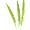 Pheasant Tail Feather (3 Pack)