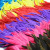 Rooster Coque Tail Feather Fringe