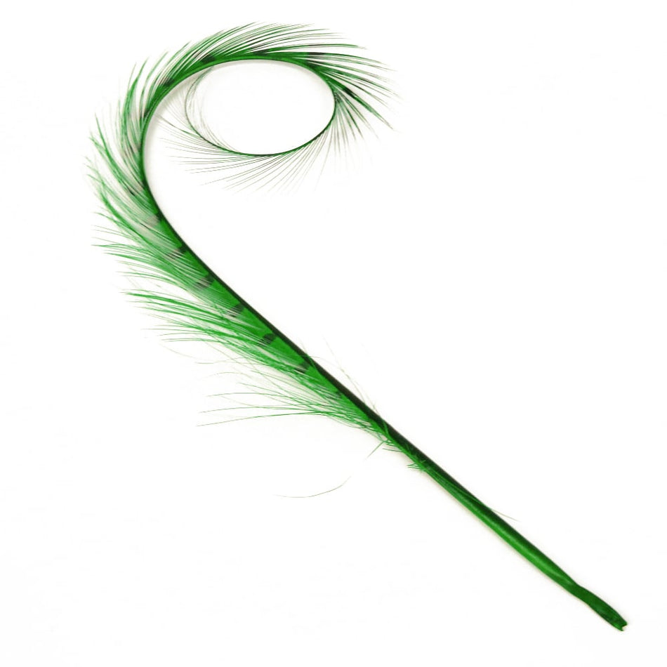 Pheasant Feather Burnt & Curled