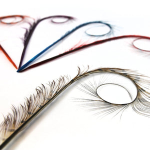 Pheasant Feather Burnt & Curled