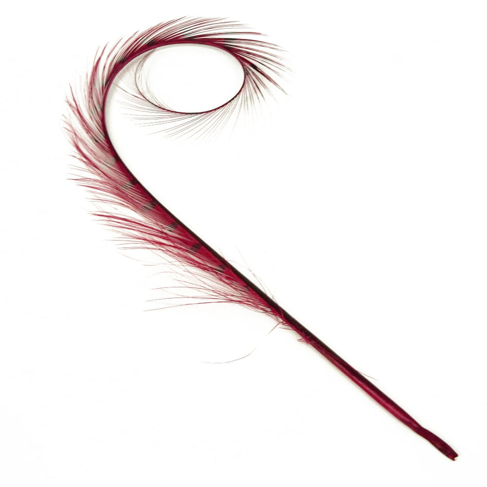 Pheasant Feather Burnt & Curled