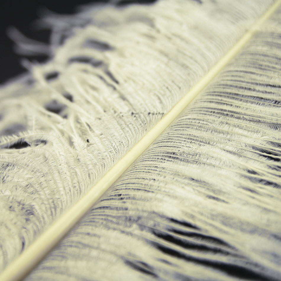 Ostrich Feather Plume 40-50cm