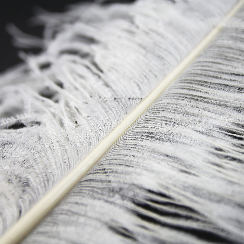 Ostrich Feather Plume 40-50cm