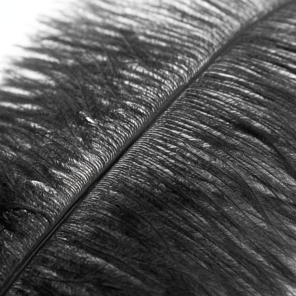 Ostrich Feather Plume 60-70cm