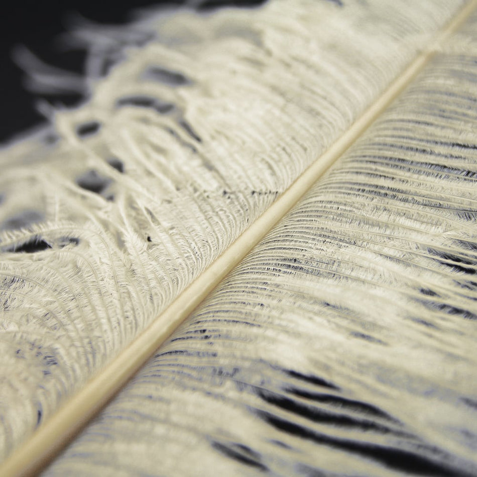 Ostrich Feather Plume 60-70cm