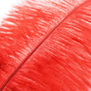 Ostrich Feather Plume 50-60cm