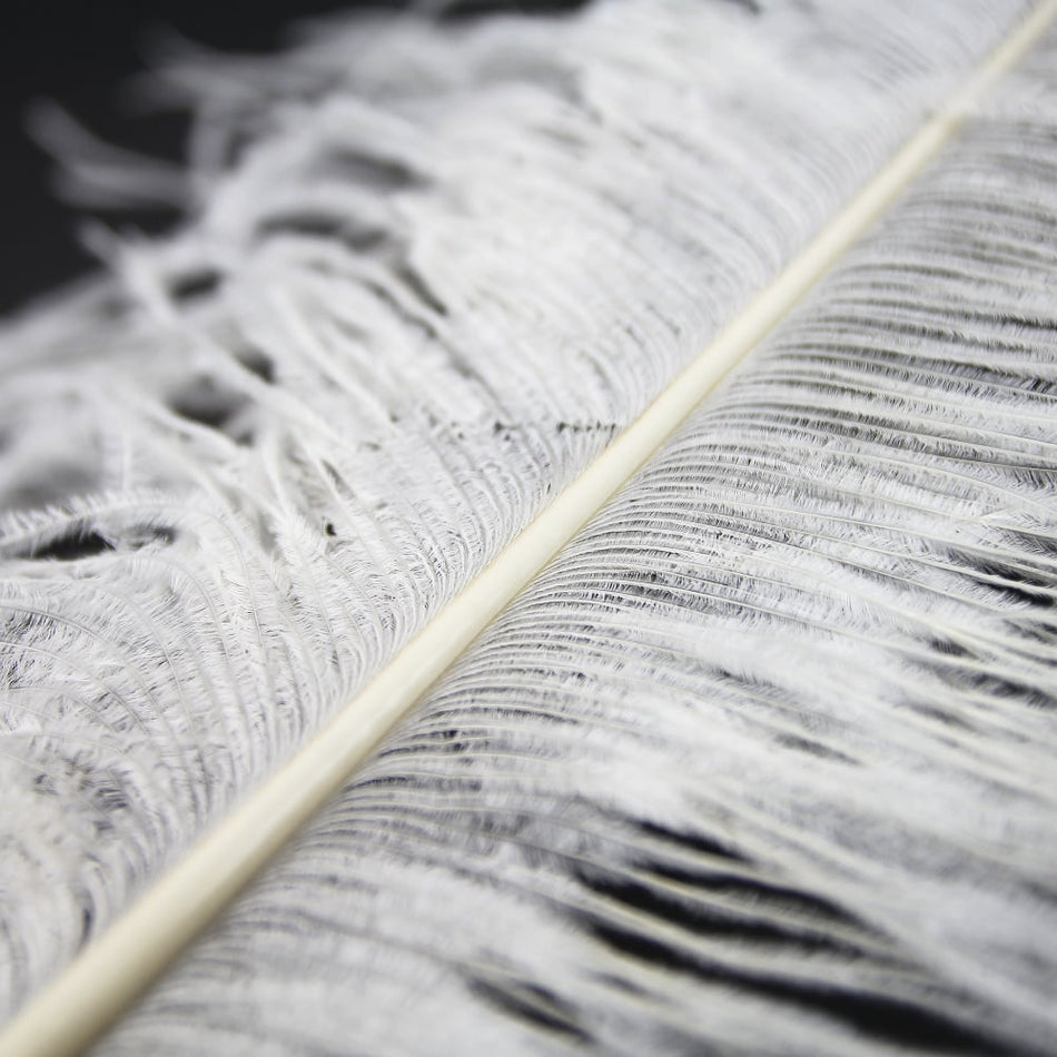Ostrich Feather Plume 60-70cm