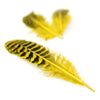 Peacock Feather Quill - 10-20cm (10 Pack)