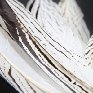 Feather Pheasant Silver Tail