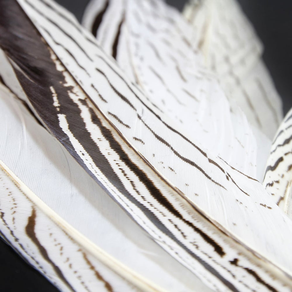 Feather Pheasant Silver Tail