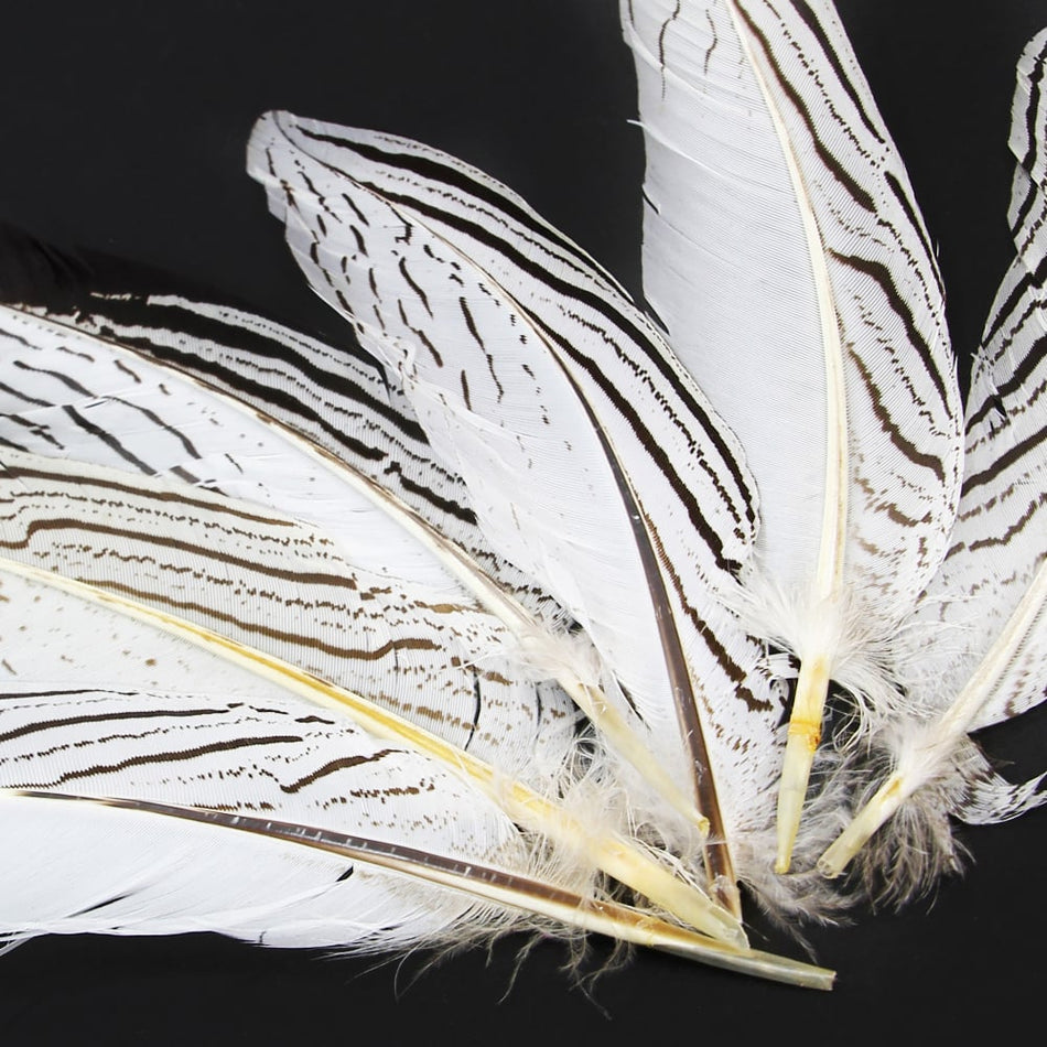 Feather Pheasant Silver Tail