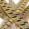 Feather Pheasant Ringneck Tail