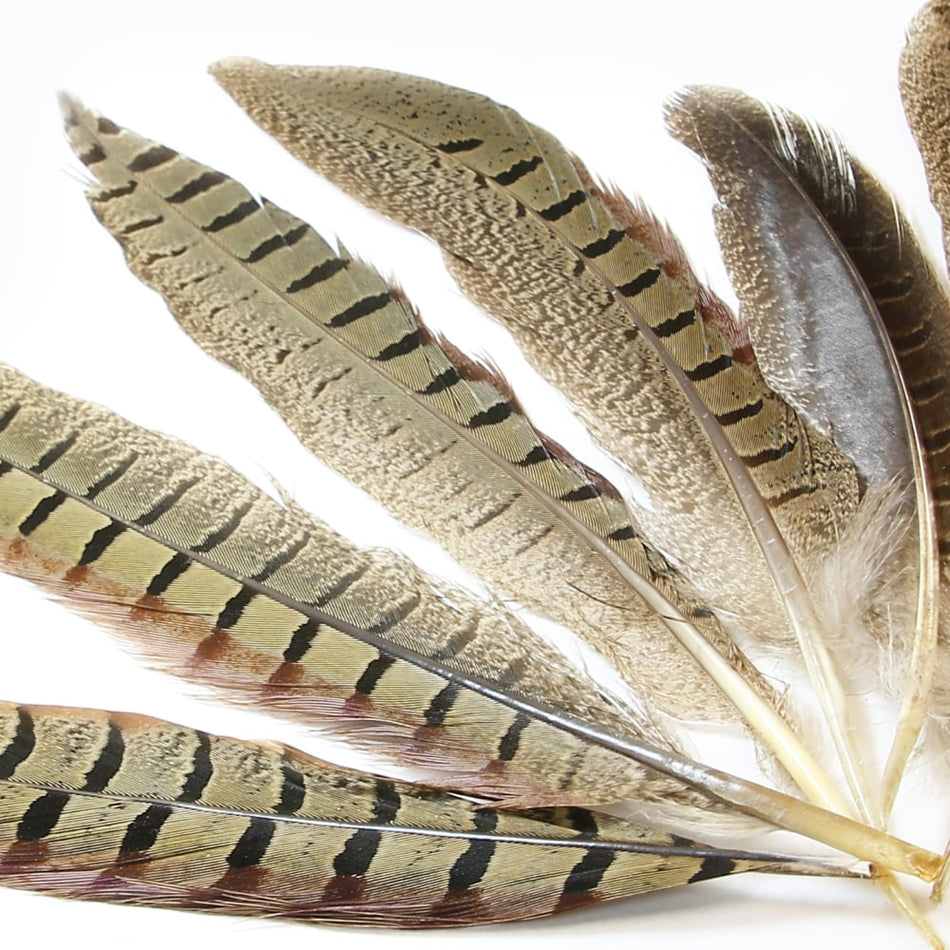 Feather Pheasant Ringneck Tail