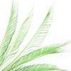 Peacock Feather Sword (3 Pack)