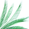 Peacock Feather Sword (3 Pack)