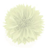 Flower Aster Bloom