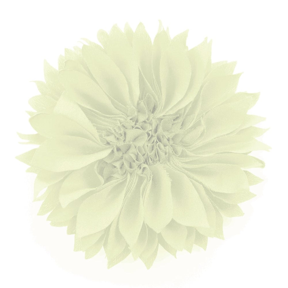 Flower Aster Bloom