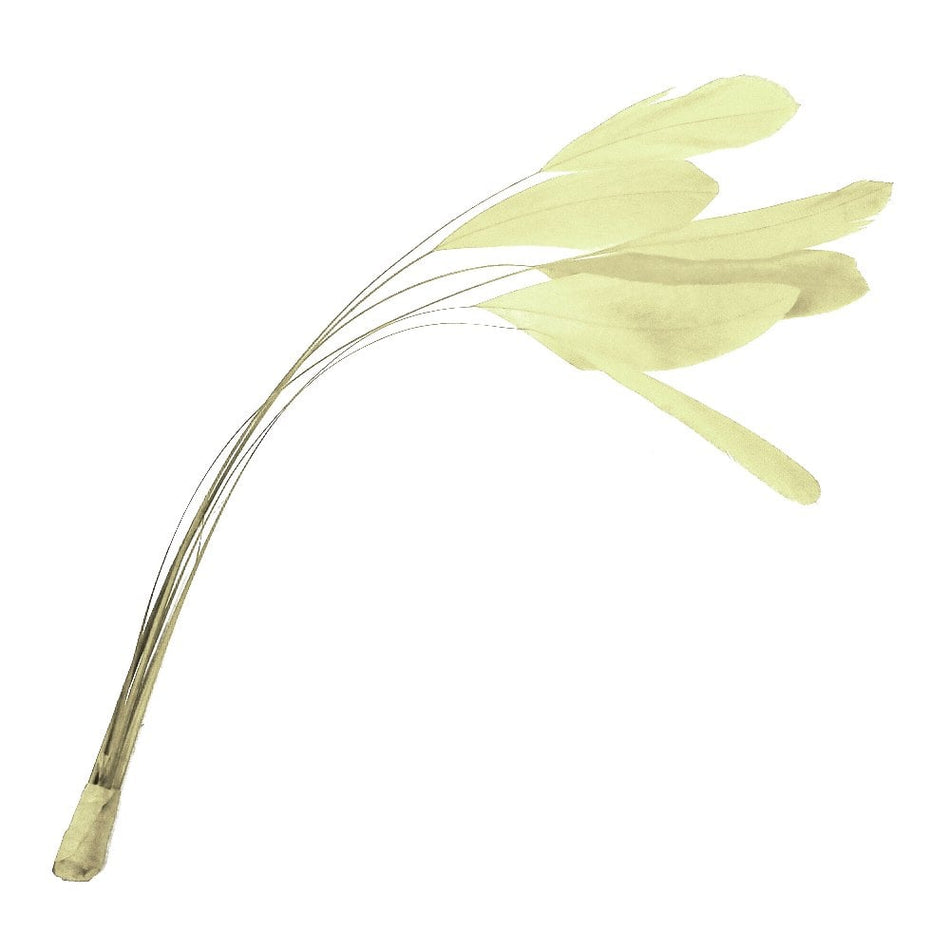 Stripped Coque Feather Bunch
